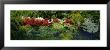 High Angle View Of Flowers In A Garden, Baltimore, Maryland, Usa by Panoramic Images Limited Edition Print