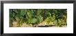 Chardonnay Grapes On The Vine, Napa California, Usa by Panoramic Images Limited Edition Print