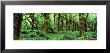Rain Forest, Olympic National Park, Washington State, Usa by Panoramic Images Limited Edition Print