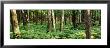 Trees, Forest Floor by Panoramic Images Limited Edition Pricing Art Print