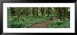 Empty Path In The Rainforest, Olympic National Park, Washington State, Usa by Panoramic Images Limited Edition Pricing Art Print