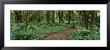 Empty Path In The Rainforest, Olympic National Park, Washington State, Usa by Panoramic Images Limited Edition Print