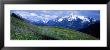 Wildflowers Along Mountainside, Zillertaler, Austria by Panoramic Images Limited Edition Print