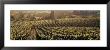 Aerial View Of Rows Crop In A Vineyard, Careros Valley, California, Usa by Panoramic Images Limited Edition Print