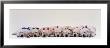 Labrador Puppies Wearing Bows, Sleeping by Panoramic Images Limited Edition Print