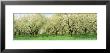 Rows Of Cherry Tress In An Orchard, Minnesota, Usa by Panoramic Images Limited Edition Print