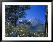 Snow Covered Trees And Sneffels Wilderness Range, Colorado, Usa by Julie Eggers Limited Edition Print