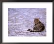 Cat In Street, Lipari, Sicily, Italy by Connie Bransilver Limited Edition Print