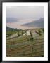 Terraced Rice Paddy On The Yangtze River, Three Gorges, China by Keren Su Limited Edition Print