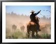 Cowboy Working The Herd On A Cattle Drive Through Central Oregon, Usa by Janis Miglavs Limited Edition Print