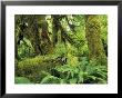 Moss Covered Trees In The Hoh Rainforest, Olympic National Park, Washington, Usa by Jamie & Judy Wild Limited Edition Pricing Art Print