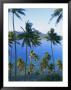 Palm Trees At Matangi Island, Qamea Island In Background, Fiji, South Pacific Islands by Lousie Murray Limited Edition Print