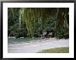 Beach At The Pan Pacific Hotel, Pangkor Island, Malaysia, Southeast Asia by John Miller Limited Edition Print