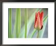 Tulipa Ingens (Tulip), Close-Up Of A Red Flower by Hemant Jariwala Limited Edition Print