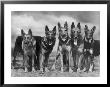 Group Of Mrs Leslie Thornton's Celebrated Southdown Alsatians by Thomas Fall Limited Edition Print
