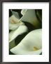 Cala Lilies, Big Sur, California, Usa by Jerry Ginsberg Limited Edition Print