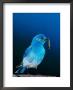 Mountain Bluebird In Yellowstone National Park, Wyoming, Usa by Charles Sleicher Limited Edition Print