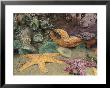 Green Anemones And Sea Stars, Cape Kiwanda State Park, Oregon, Usa by Stuart Westmoreland Limited Edition Print