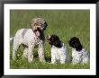 Dog And Two Puppies by Thorsten Milse Limited Edition Print