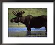 Moose, Yellowstone National Park, Wyoming, Usa by R Mcleod Limited Edition Print