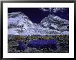 Base Camp At Lhotse, Southside Of Everest, Nepal by Michael Brown Limited Edition Print