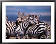 Burchell's Zebra, Masai Mara, Kenya by Dee Ann Pederson Limited Edition Print
