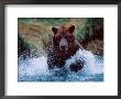 Alaskan Brown Bear In Katmai National Park, Alaska, Usa by Charles Sleicher Limited Edition Print