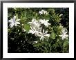 Jasmine Flowers In Bloom, Madagascar by Michele Molinari Limited Edition Print