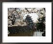 Cherry Blossoms, Matsumoto Castle, Matsumoto City, Nagano Prefecture, Honshu Island, Japan by Christian Kober Limited Edition Print