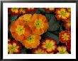 Orange Primroses Pattern, Washington, Usa by Jamie & Judy Wild Limited Edition Print