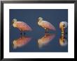 Flock Of Roseate Spoonbills, Myakka River State Park, Florida, Usa by Maresa Pryor Limited Edition Print