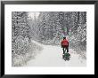 Mountain Biker Bringing Home The Family Christmas Tree, Whitefish, Montana, Usa by Chuck Haney Limited Edition Print