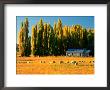 Farmland, Maniototo, Central Otago, New Zealand by David Wall Limited Edition Pricing Art Print