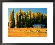 Farmland, Maniototo, Central Otago, New Zealand by David Wall Limited Edition Print