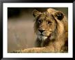Lioness, Rare Maned Female, Okavango Delta, Botswana by Pete Oxford Limited Edition Print