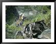 Gray Fox, Mt. Rainer, Washington by Frank Siteman Limited Edition Print