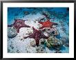 Sea Stars, Hood Island, Galapagos Islands, Ecuador by Jack Stein Grove Limited Edition Pricing Art Print