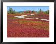 Blueberry Barrens, Maine, Usa by Julie Eggers Limited Edition Print