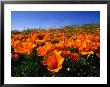 Field Of California Poppies, Usa by Nicholas Pavloff Limited Edition Print