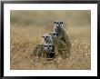 Meerkats (Suricates) (Suricata Suricatta), Greater Addo National Park, South Africa, Africa by Steve & Ann Toon Limited Edition Print