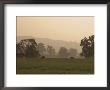 Sheep Farmland Seen From The Cotswold Way Footpath, Stanway Village, The Cotswolds, England by David Hughes Limited Edition Print