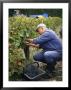 Harvest In The Medoc Vineyards, Margaux, Gironde, Aquitaine, France by Michael Busselle Limited Edition Pricing Art Print