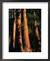 Sequoia Trees And Woman, Sequoia National Park, Usa by Kraig Lieb Limited Edition Print