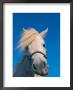 Miniature Horse, Chewing by Lynn M. Stone Limited Edition Print