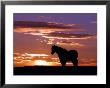 A Wild Horse Lingers At The Edge Of The Badlands Near Fryburg, N.D. by Ruth Plunkett Limited Edition Print