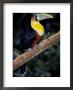 Red Bellied Toucan, Iguasuu Falls, Brazil by Darrell Gulin Limited Edition Print