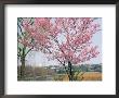 Spring Blossom And Lake At Ueno-Koen Park, Ueno, Tokyo, Japan by Richard Nebesky Limited Edition Print