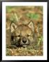 Grey Wolf, Pup At Den In Spring by Daniel Cox Limited Edition Print