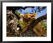 Tree-Climbing Lion, Cub Resting In Tree, Tanzania by Ariadne Van Zandbergen Limited Edition Print