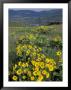 Balsam Root Meadow On Rowena Plateau, Columbia River Gorge, Oregon, Usa by Jamie & Judy Wild Limited Edition Print